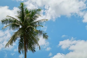 Exotic holidays vacation concept of Single coconut tree at tropical coast on white clouds & clear summer blue sky background, copy space. Single palm tree in sunny sky, Travel & nature landscape theme