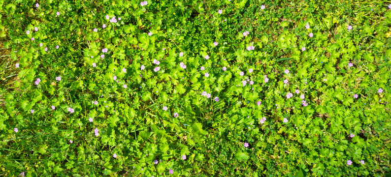 Texture of green bushes with small pink and blue flowers - Powered by Adobe