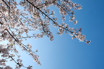 White Sakura or White Cherry Blossom flower full bloom and blue sky at South Korea in spring. 