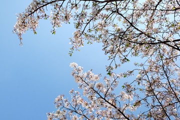 Cherry blossom is booming in spring of Gyeongbokgung Palace in seoul, korea. 