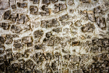 Old bark pattern, white color, background