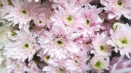 Light pink carnation flower
