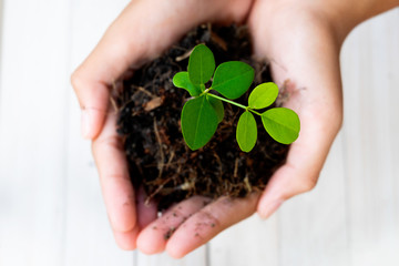 Sprout Plant and Soil Holding in Hands. Tree Growing and Prevent by Human. Environment and Ecology Concept