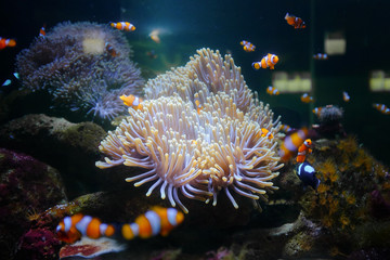 Fototapeta na wymiar Kingdom of Clown Fishes