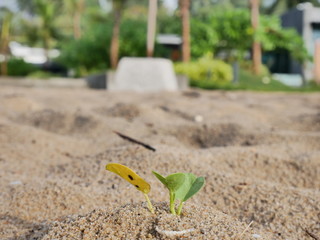 Grow on the beach