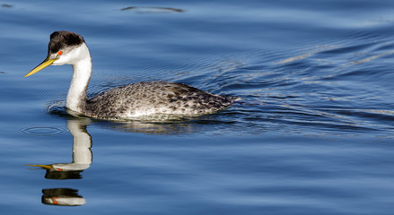 Western Grebe (Aechmophorus occidentalis) adult wading. Santa Cruz, California, USA.