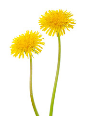   Two yellow dandelions  isolated on a white background.