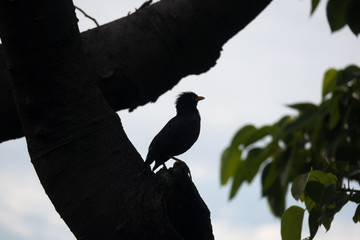 Crested Mynah Bird Silhouette in Tree in Singapore Forest Park