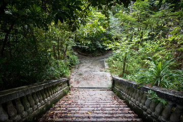 Overgrown Jungle Steps, a Mysterious Cement Path in Sentosa Island, Singapore