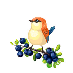 Orange bird sitting on a branch with blueberry 