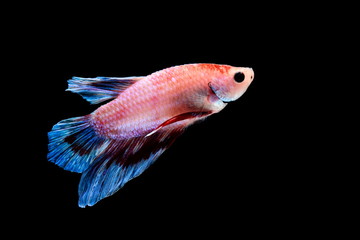 Obraz premium Betta Fish, Betta splendens ,Siamese fighting fish on black background.