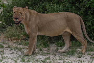 The Savuti North Pride lions roam in the Chobe National Park Botswana.