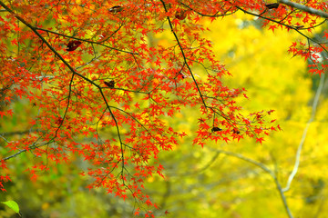 紅葉