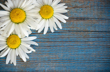 Obraz premium Old wood background with three daisy