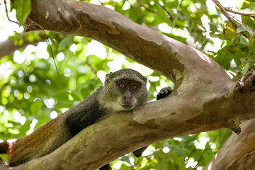 Monkey on the tree looking at the camera