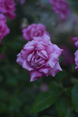 pink rose in the garden