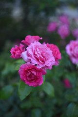 pink rose in the garden