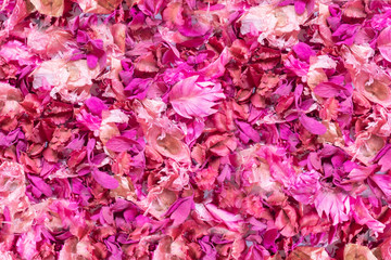 Dried  flowers and leaves  background