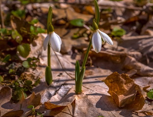 Snowdrops, the first forest flowers! Caucasian snowdrop Galanthus caucasicus (Baker) Grossh. Red Book. Sunny day with primroses, large view.