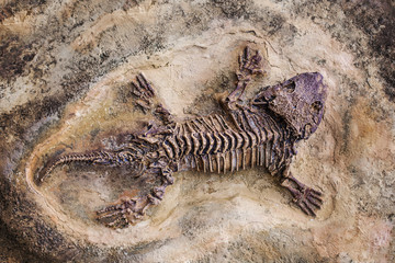 Fototapeta na wymiar Fossil dinosaur lizard. Fossil of prehistoric lizard skeleton on the rock
