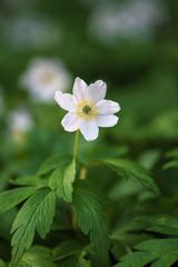 Blossom of white wood anemone. Spring wild flower in the forest. (Anemone nemorosa)