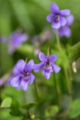Beautiful spring flower of violet viola in the forest. Herbal medicine concept. Selective focus.