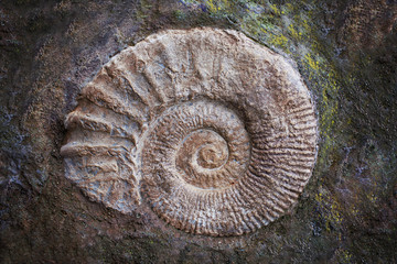 Big ammonite fossil, geological era. Archeology and paleontology concept
