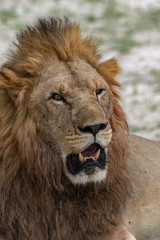 The Savuti North Pride lions roam in the Chobe National Park Botswana.