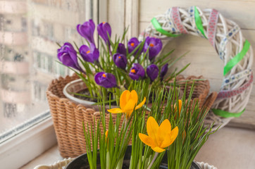 Crocuses   in a pot on the window in the winter.