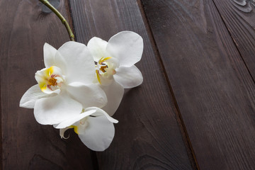Fototapeta na wymiar White flowers orchid on wooden background flat lay top view, festive background for mother's day, March 8
