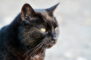 portrait de chat noir