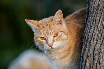 Fototapeta premium portrait de chat roux