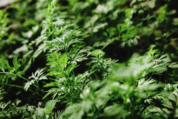 Close-up photo of juicy mountain cilantro, fragrant plant in the garden.