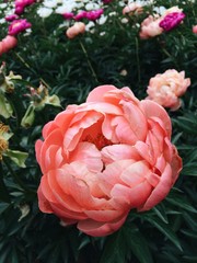 Coral charm peony flowers blooming in the garden. Living coral color trend of the year 2019 © Iryna