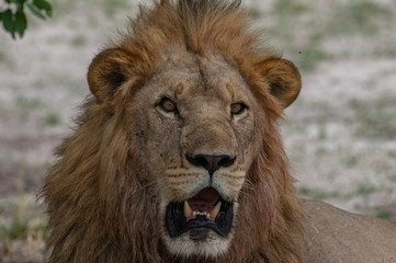 The Savuti North Pride lions roam in the Chobe National Park Botswana.