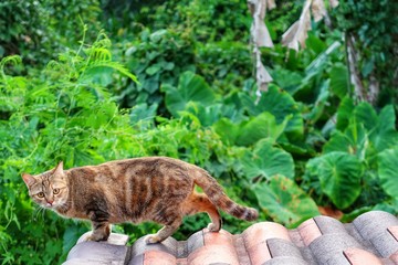 selective focus of Wild short hair cat walking on house roof & watching to camera on blurred green plant & forest background. Wild animal visiting home in tropical summer morning sunlight, copy space 