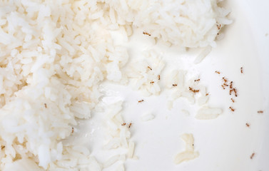 Ants that are eating rice
