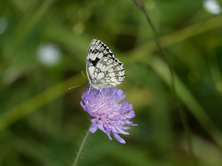 Le Demi-Deuil - Melanargia galathea - Un papillon des herbes et fleurs de prairies, aux ailes couleur de damier noir et blanc, ocre clair pour la femelle
