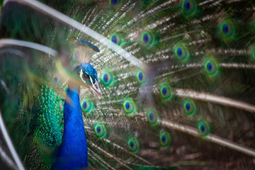 Closeup of peacock showing his tail