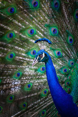 Obraz na płótnie Canvas Portrait of a male peacock - vertical image