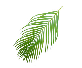 Palm leaf tree  isolated on white background with clipping path.