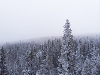 Obraz premium Aerial view of a frozen forest with snow covered trees in Idre, Sweden during a morning with low hanging clouds and fog in winter. 