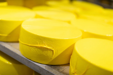 Shelves with yellow heads cheese closeup. cheese room