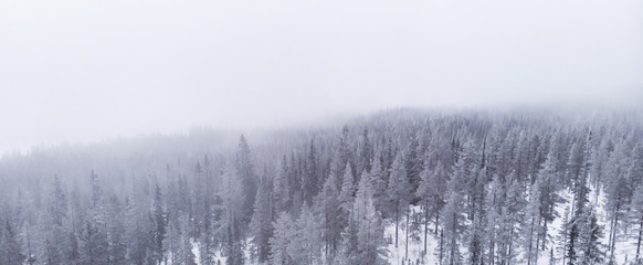 Aerial view of a frozen forest with snow covered trees in Idre, Sweden during a morning with low hanging clouds and fog in winter. 