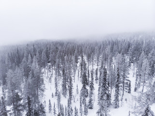Aerial view of a frozen forest with snow covered trees in Idre, Sweden during a morning with low hanging clouds and fog in winter. 