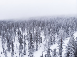 Aerial view of a frozen forest with snow covered trees in Idre, Sweden during a morning with low hanging clouds and fog in winter. 