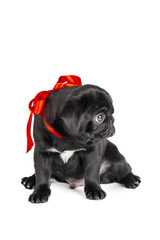 Pug dog isolated on a white background