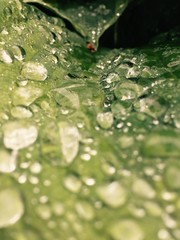 water drops on a leaf