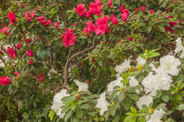 Blooming white and red azalea (rhododendron)  in the greenhouse.
