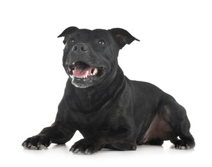 Naklejka premium staffordshire bull terrier
